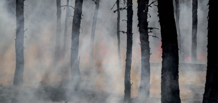 산불 피해, 그리고 기후 위기
